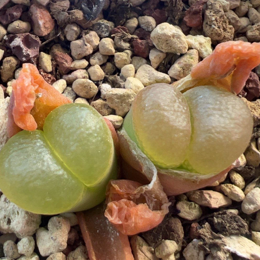 美风铃 肉锥植物