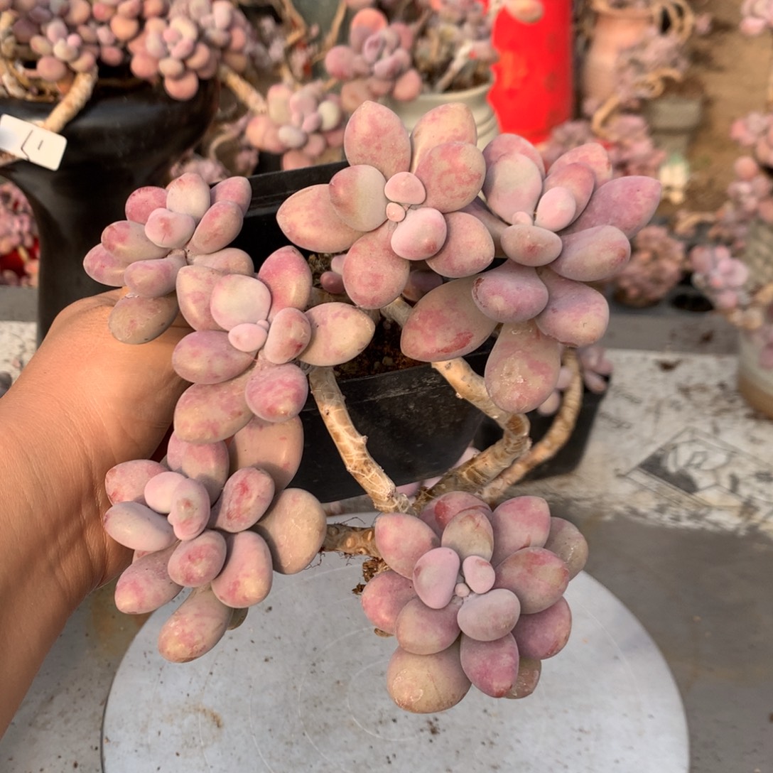 桃蛋老桩不带盆49号