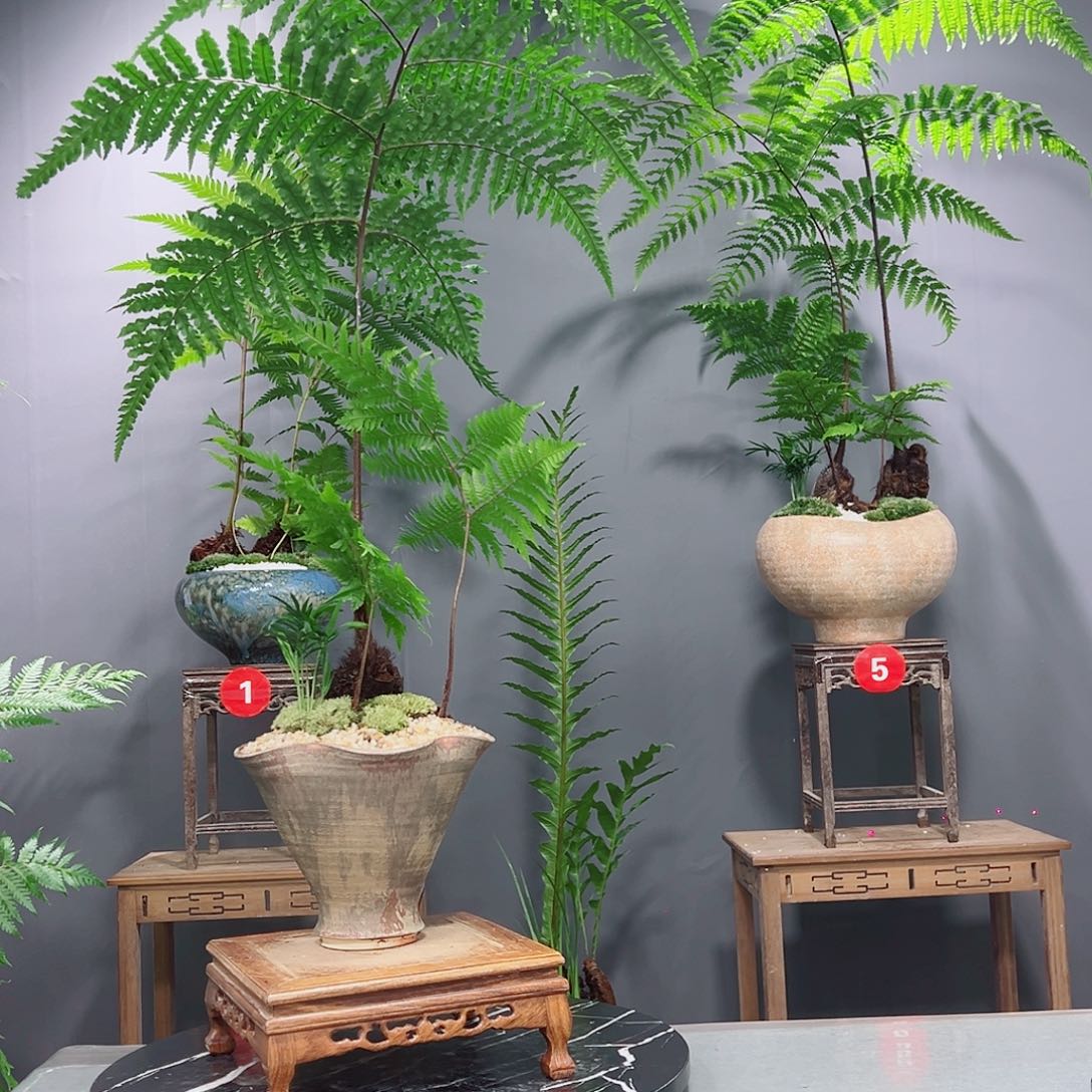 人***年无花朵蕨类植物等作物种植等