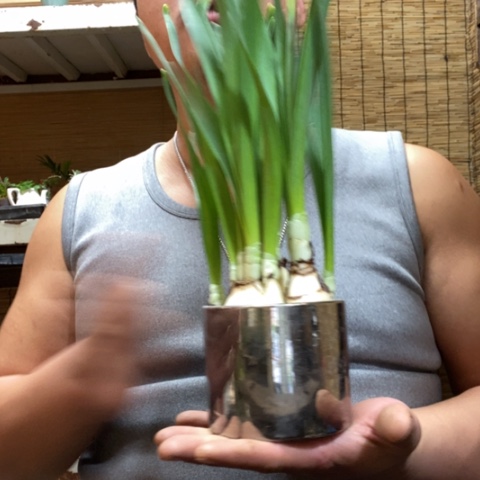 红陶银水仙一个包邮