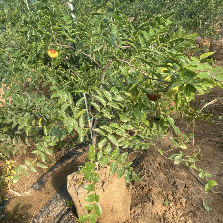 发财树 油蟠粹枣沾化二代冬枣芽变新品 枣中天花板枣中贵族