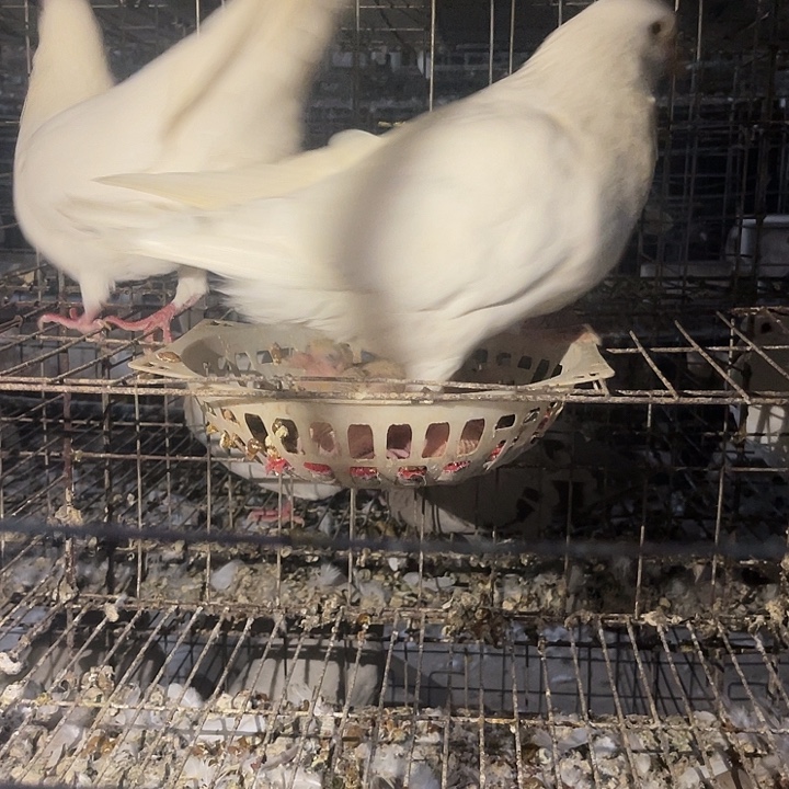 两队白羽王种鸽中国大陆