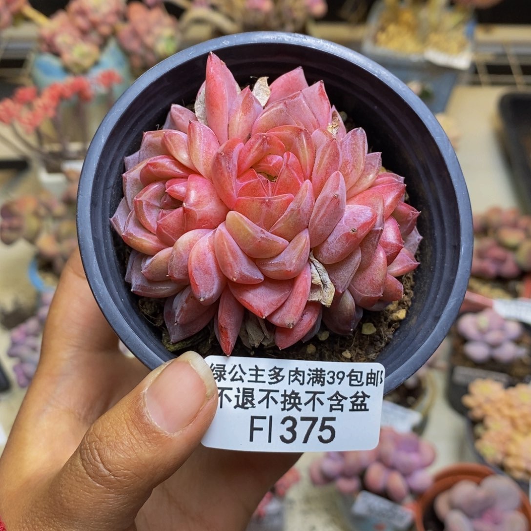 375冰魄多肉肉7c m