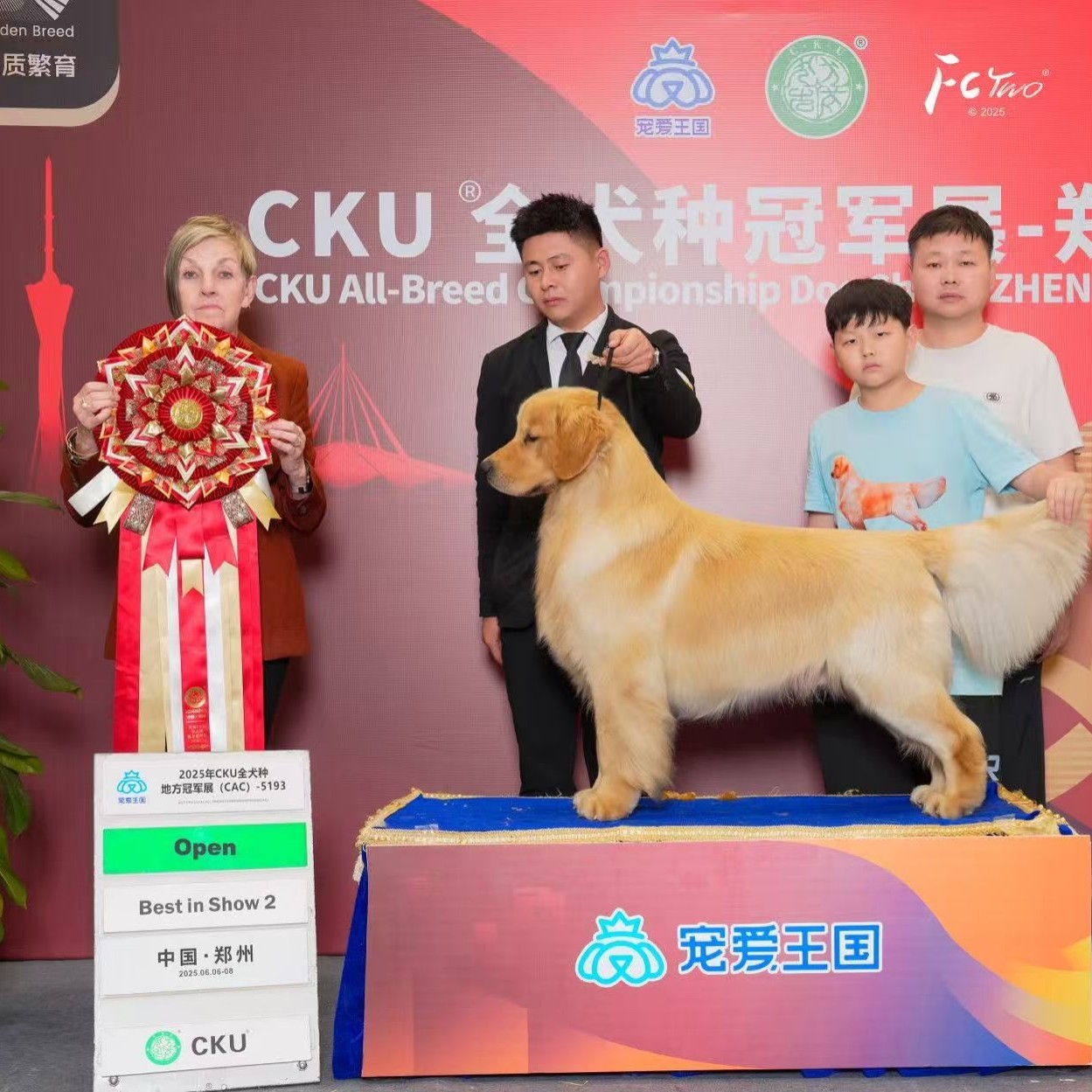 赛级金毛寻回犬活体适合家庭饲养的萌宠
