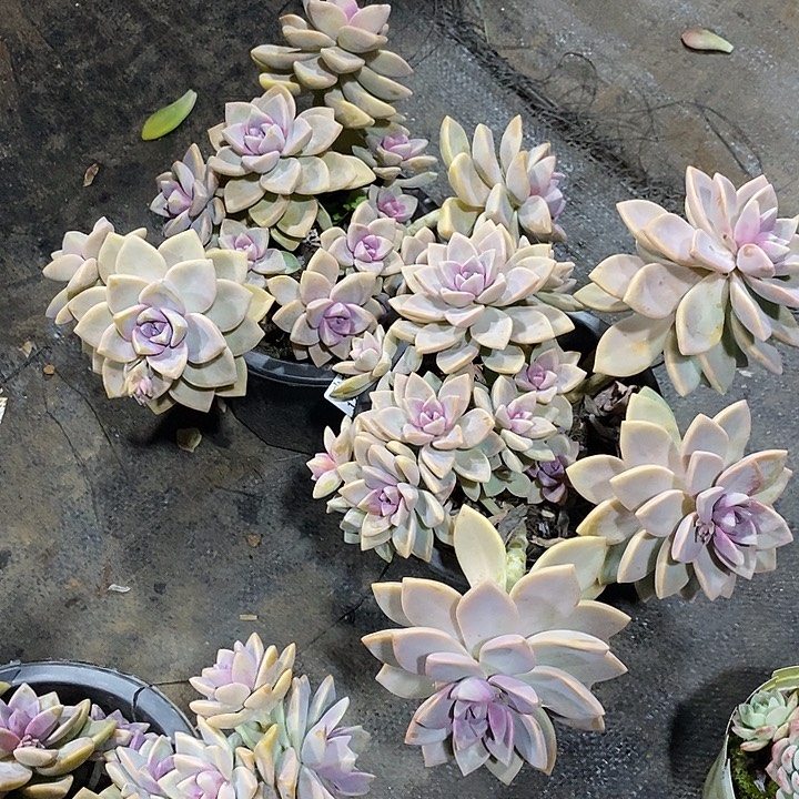 从***流小七夕多肉紫雾117两颗