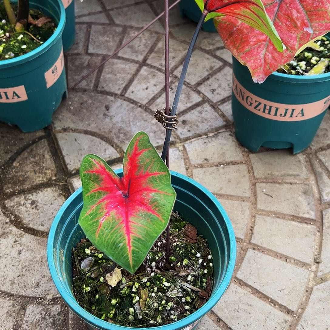 魔***路完全开放一物一拍8113