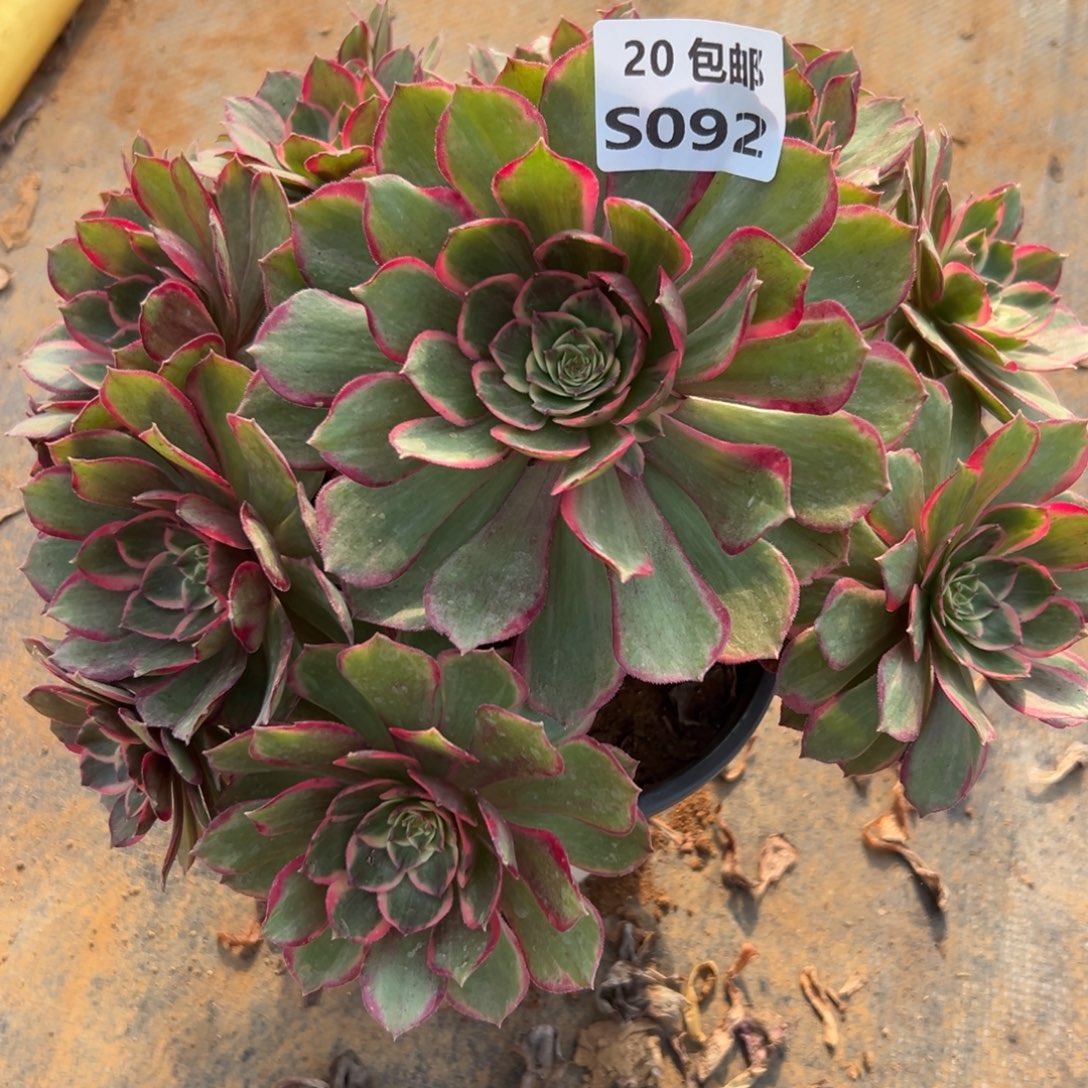 092粉花妖，多肉法师