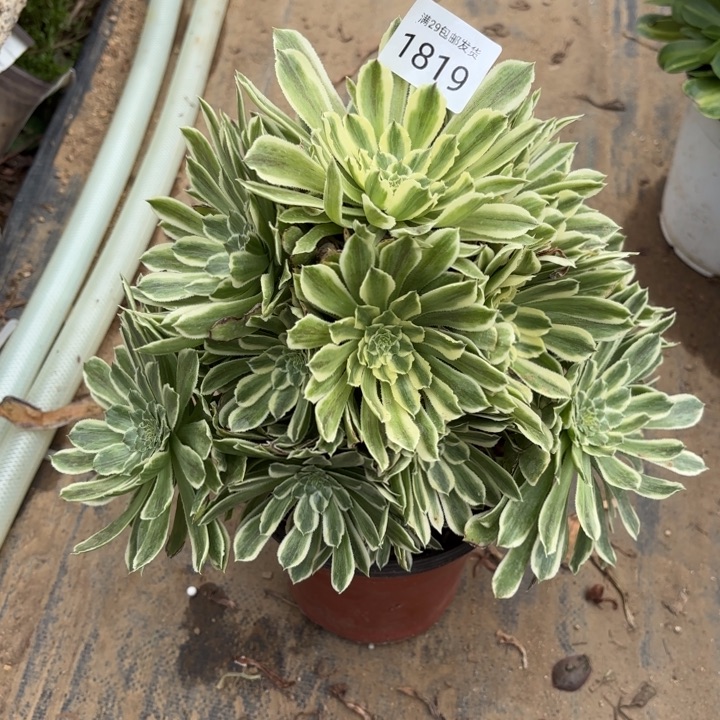 碧浪多肉法师1819