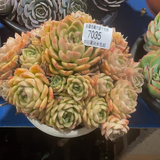 千*东云杂7035多肉