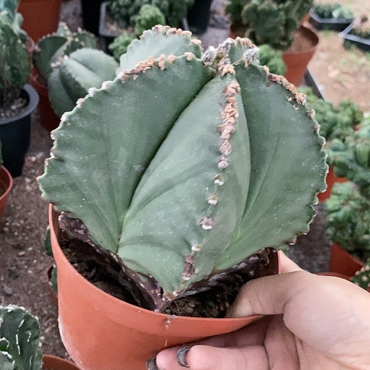 真花花草草花花草草