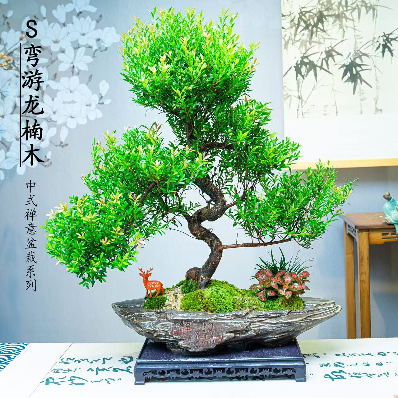 【S弯老桩楠木】室内高端四季好养迎客造型观叶绿植桌面盆景