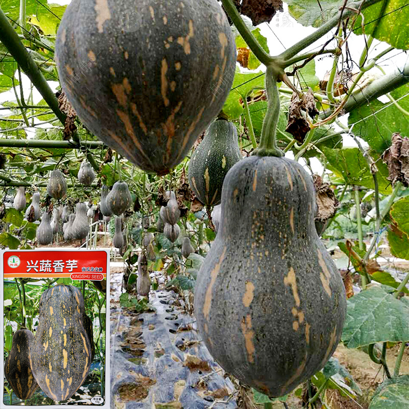 香芋南瓜种子新品种粉糯南瓜子高产早熟爬地爬藤搭架南瓜蔬菜种籽