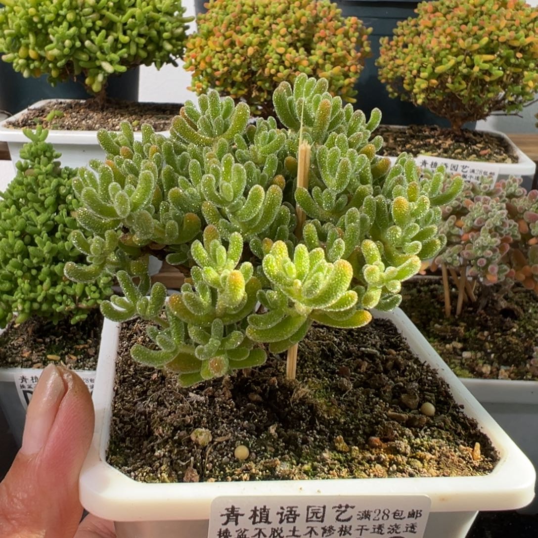 D2702冰晶一物一拍