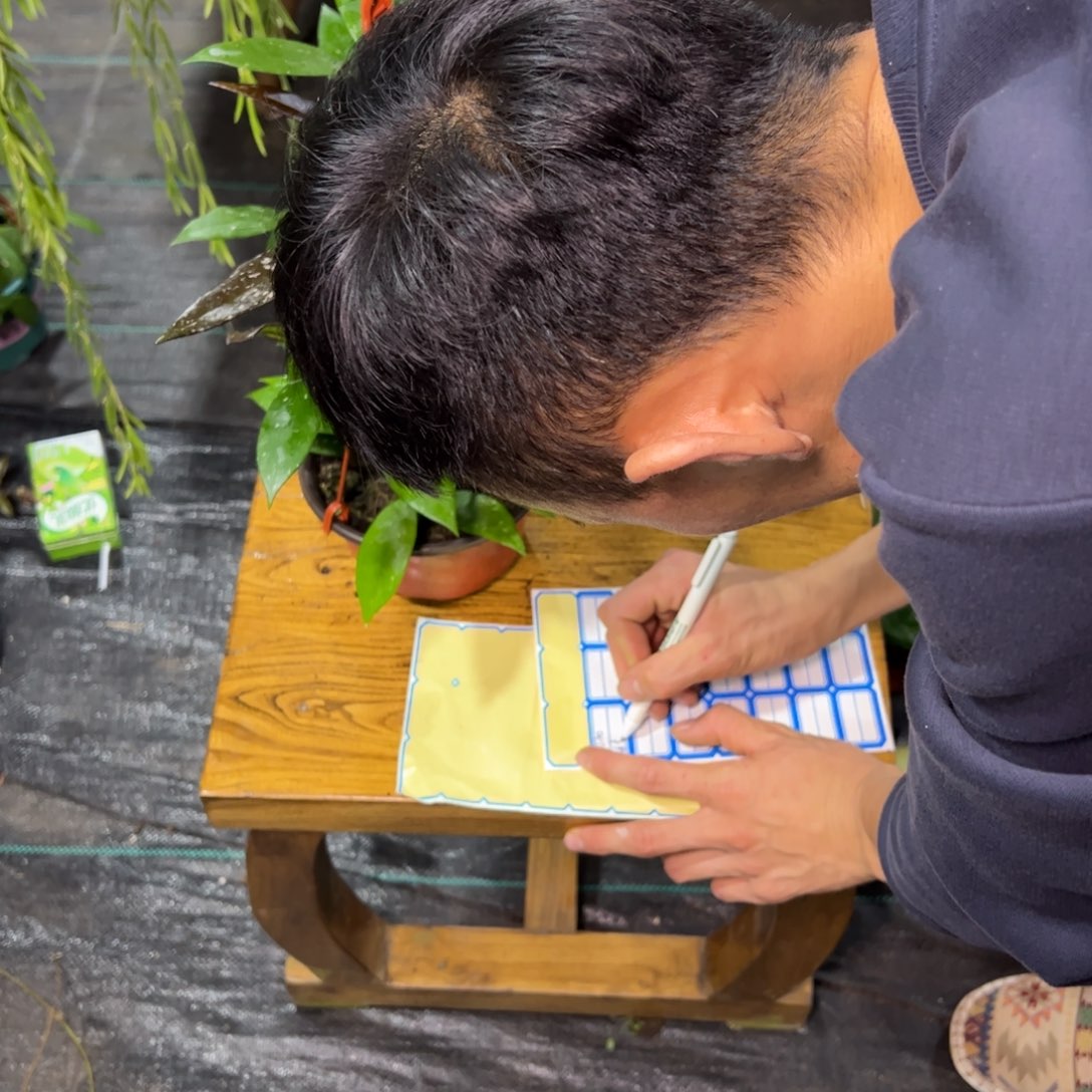 白****无花朵黑银粉球兰