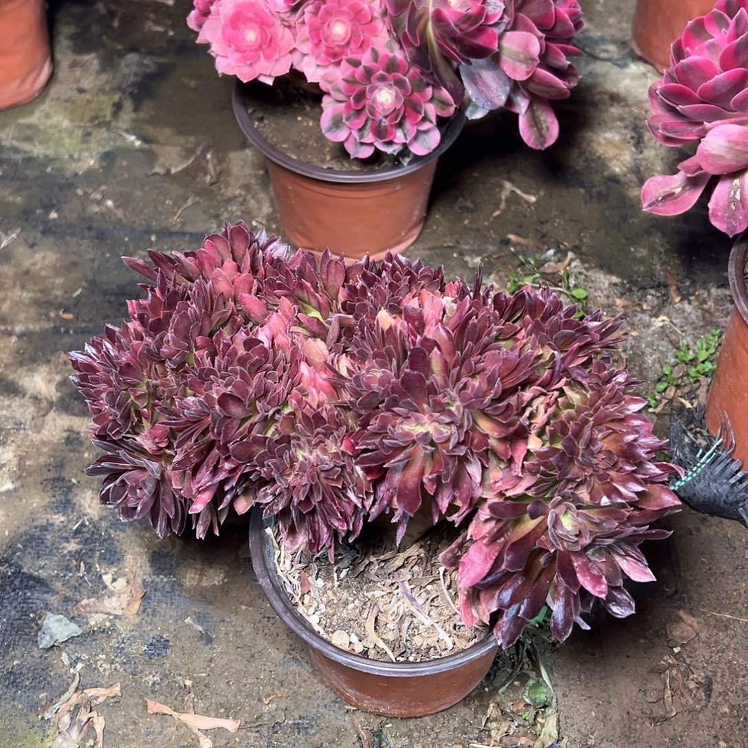 194多肉多肉多肉多肉多肉多肉