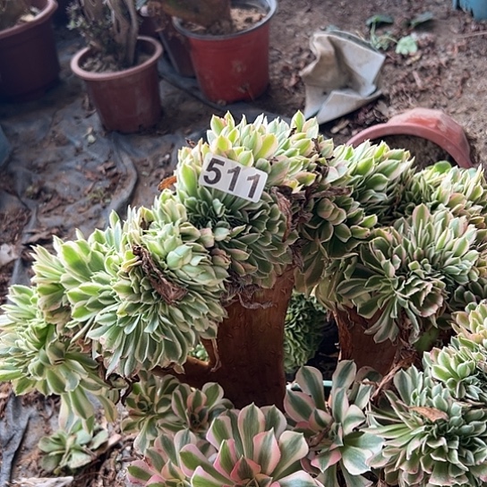 @***光多肉植物一个女巫