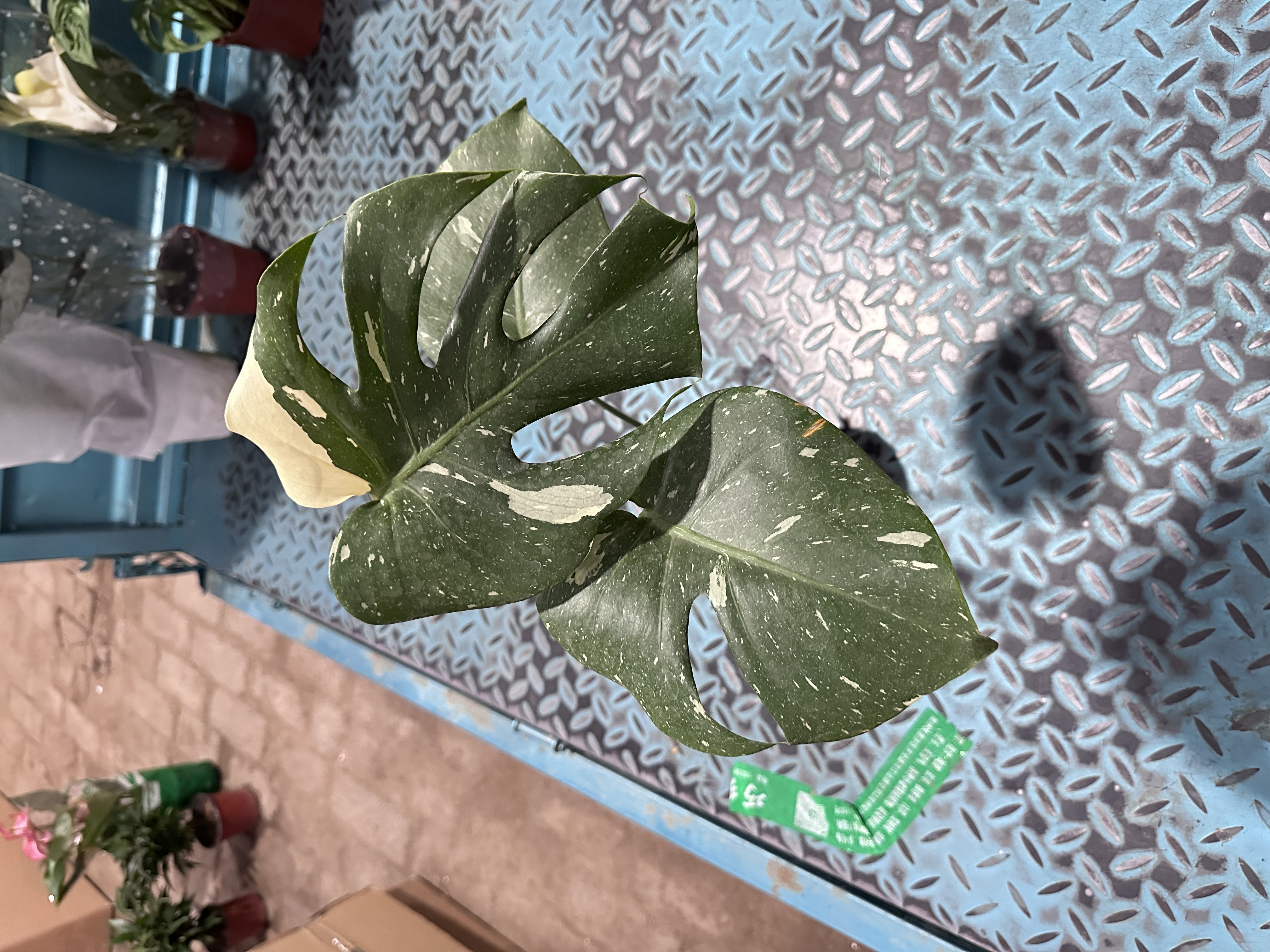 洒金龟背竹（室内观叶绿植）