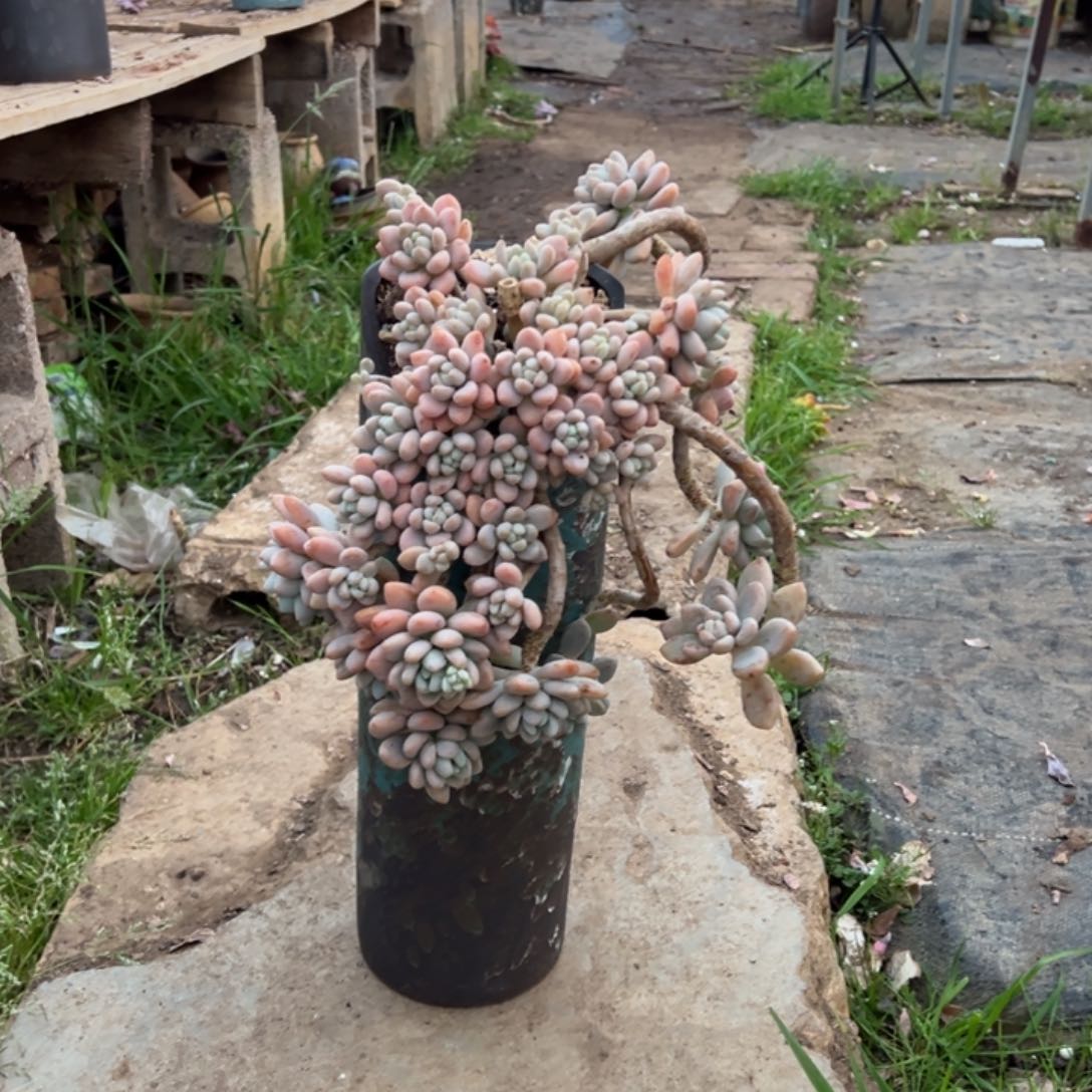 精品香水洛神妖桩 裸根