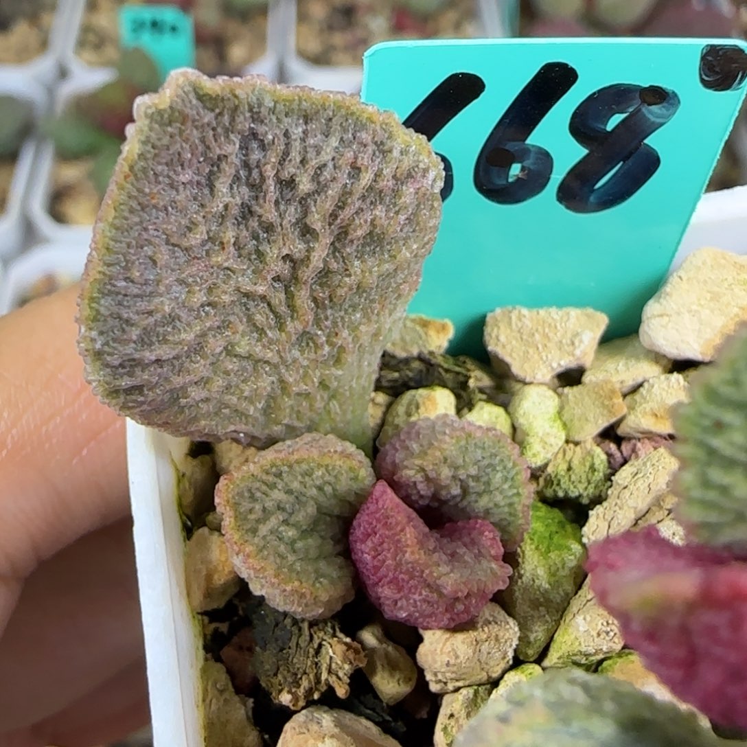 编号668盆里叶插，脱土发