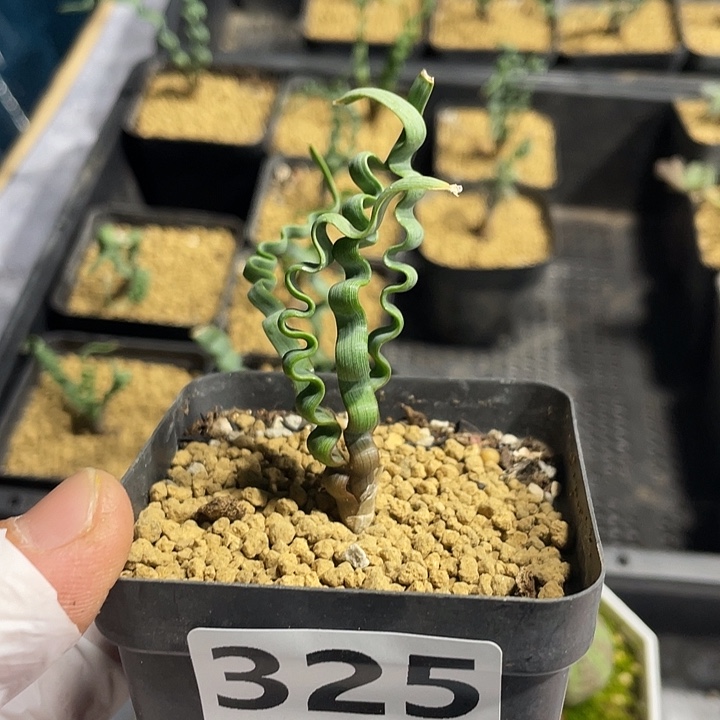 325宽叶海带弹簧草