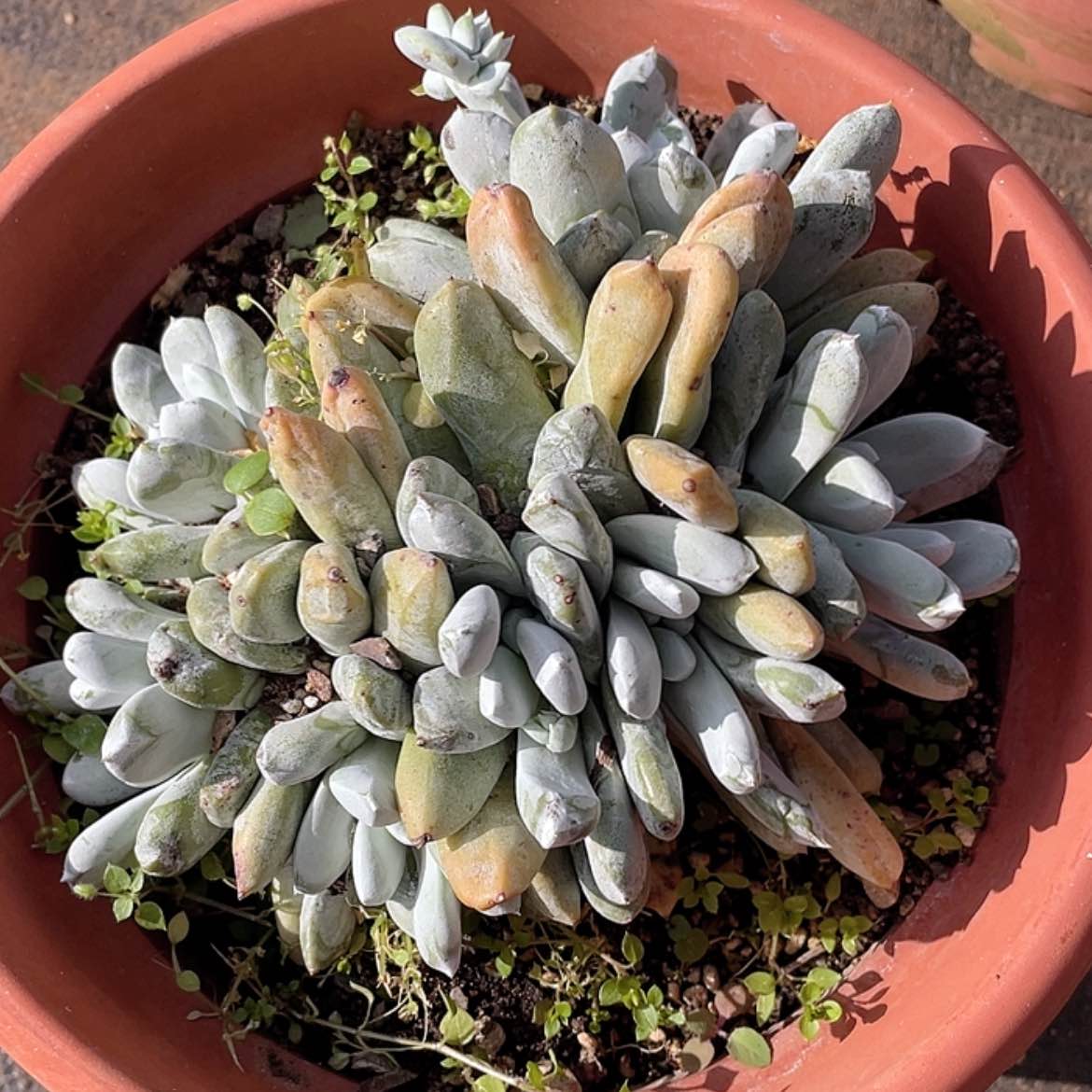 【闪购商品】朵朵缀老桩拇指