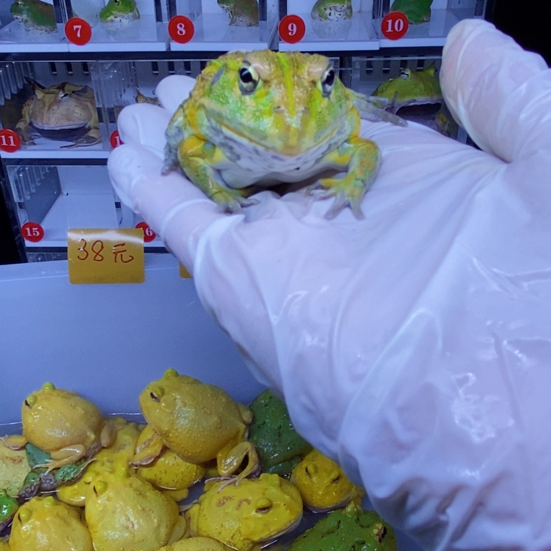 大***红角蛙角蛙3-10cm闪购专享链接