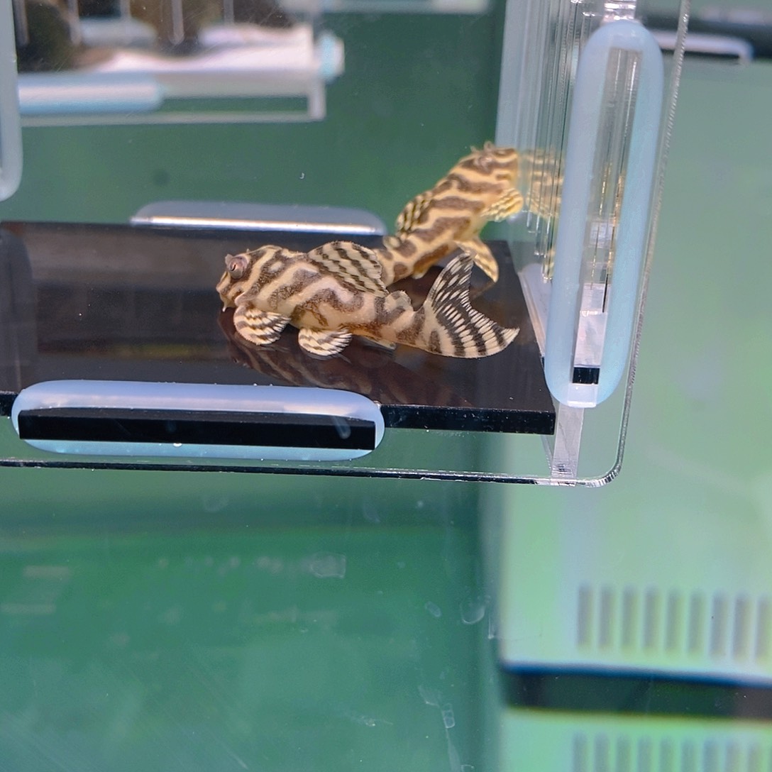 清道夫鱼皇室帝王12号