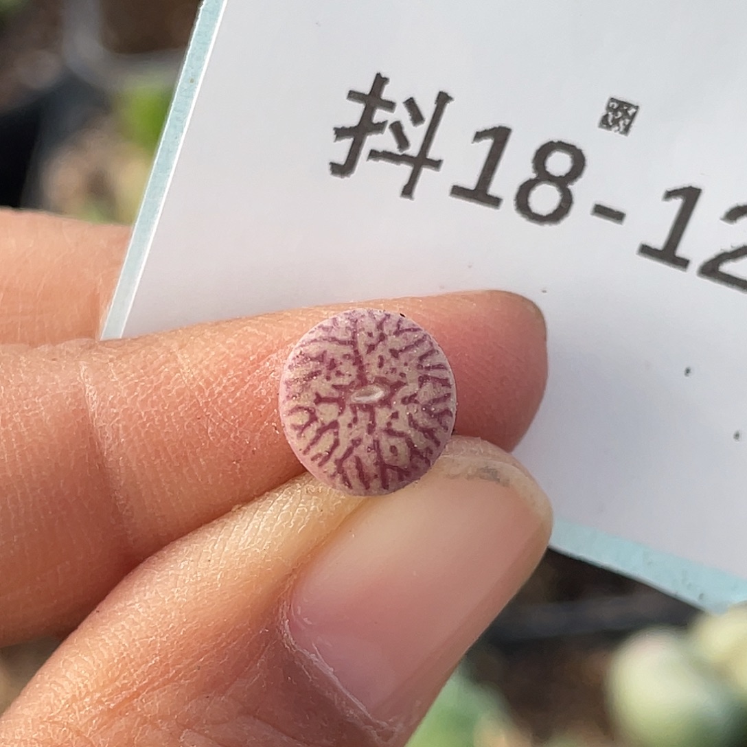 18-124墨多肉植物肉锥