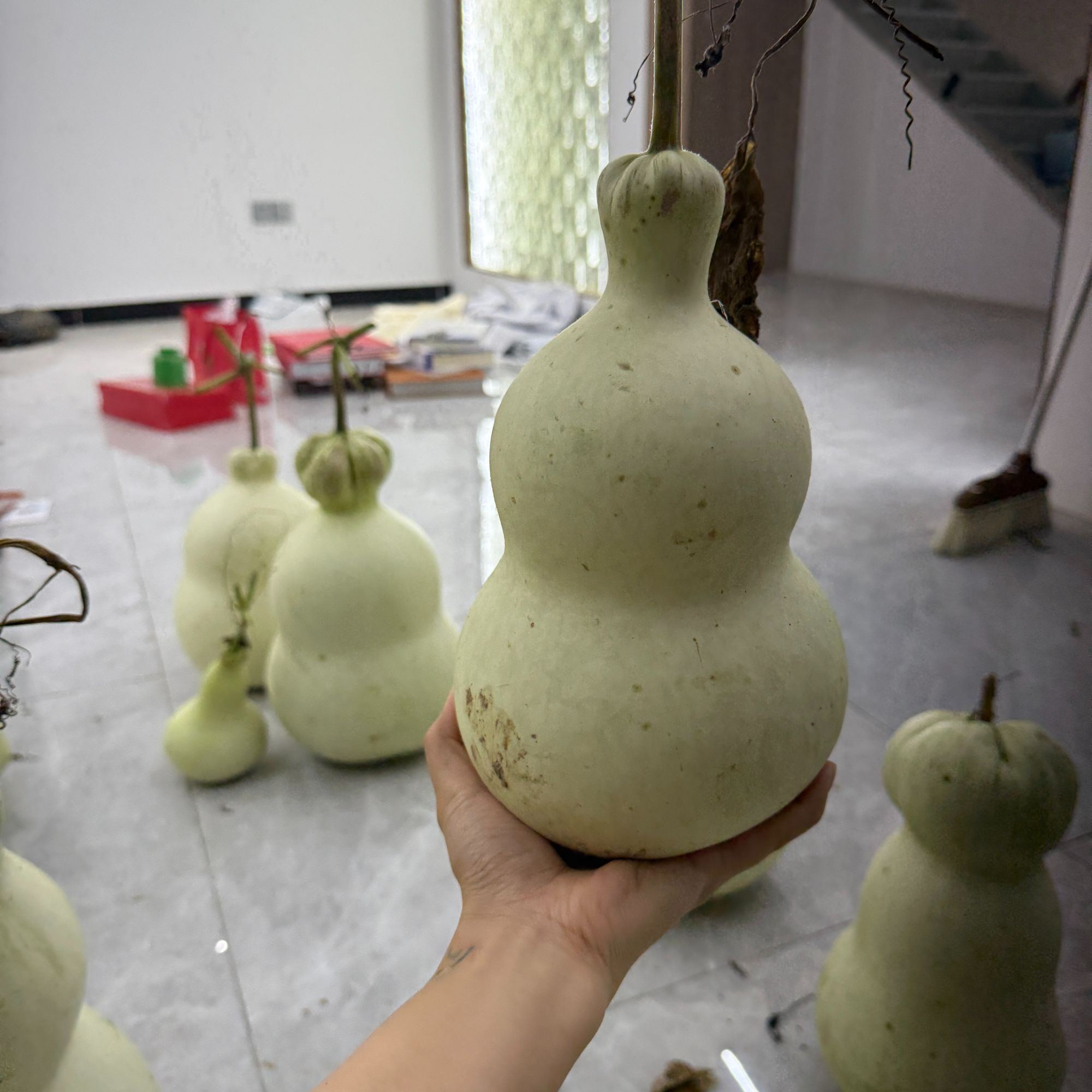 自家种植天然青皮把小葫芦体验打皮练手直播间一物一图