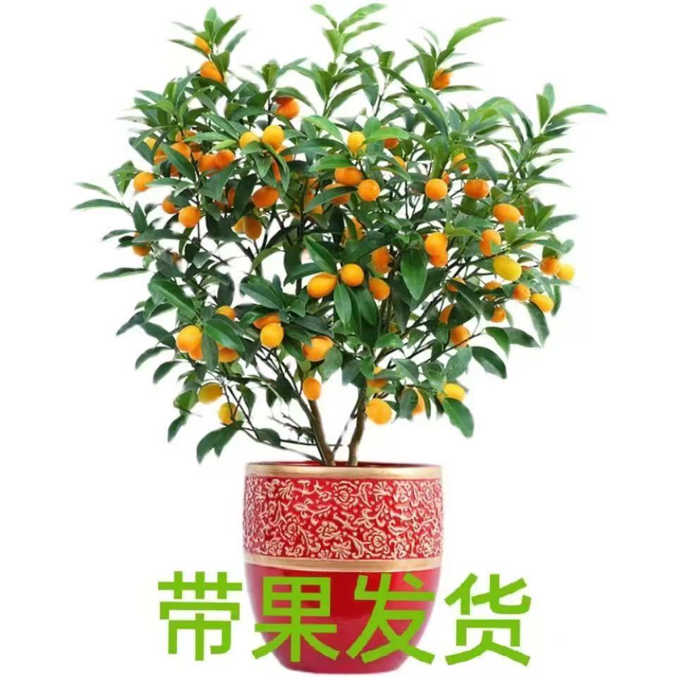 鲜雅堂四季羊奶脆皮金桔树苗带盆带花带果客厅阳台均可种植2