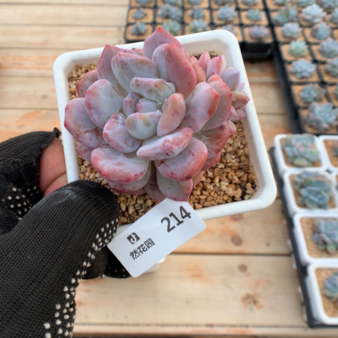 214梦露石化多肉植物666