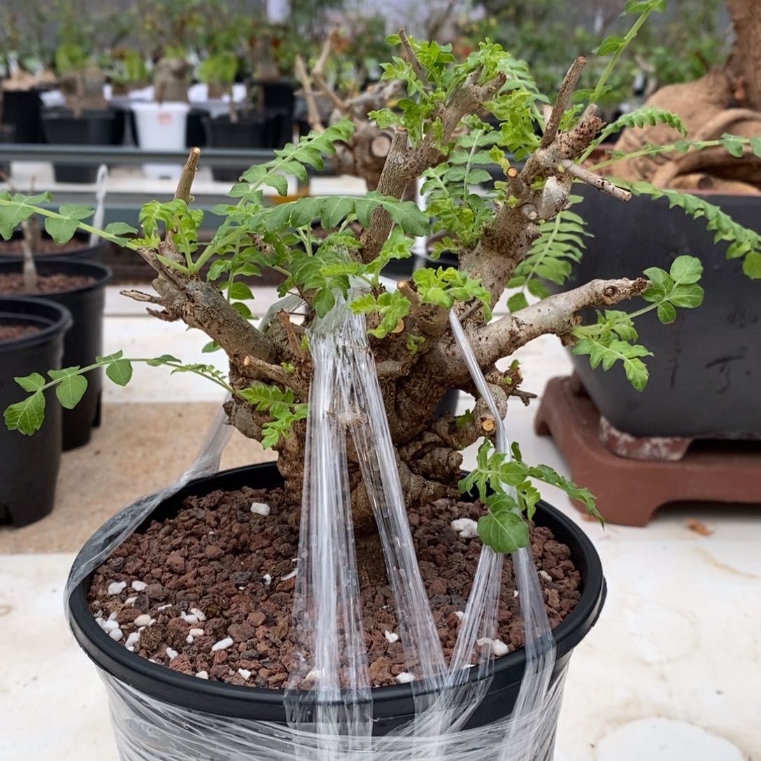 尼勒达乳香产地熟桩