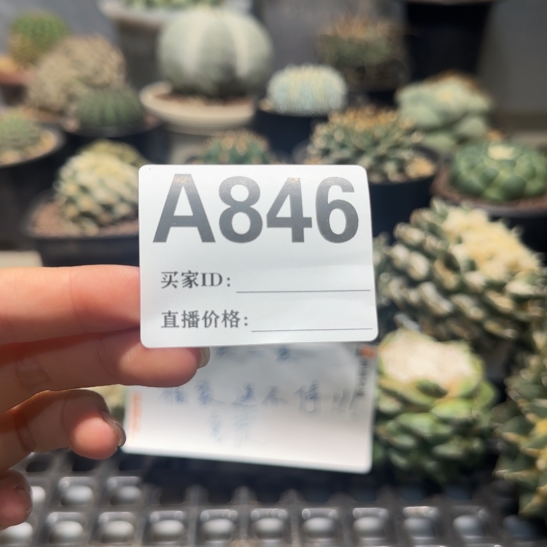 K***g实生仙人球特价一颗