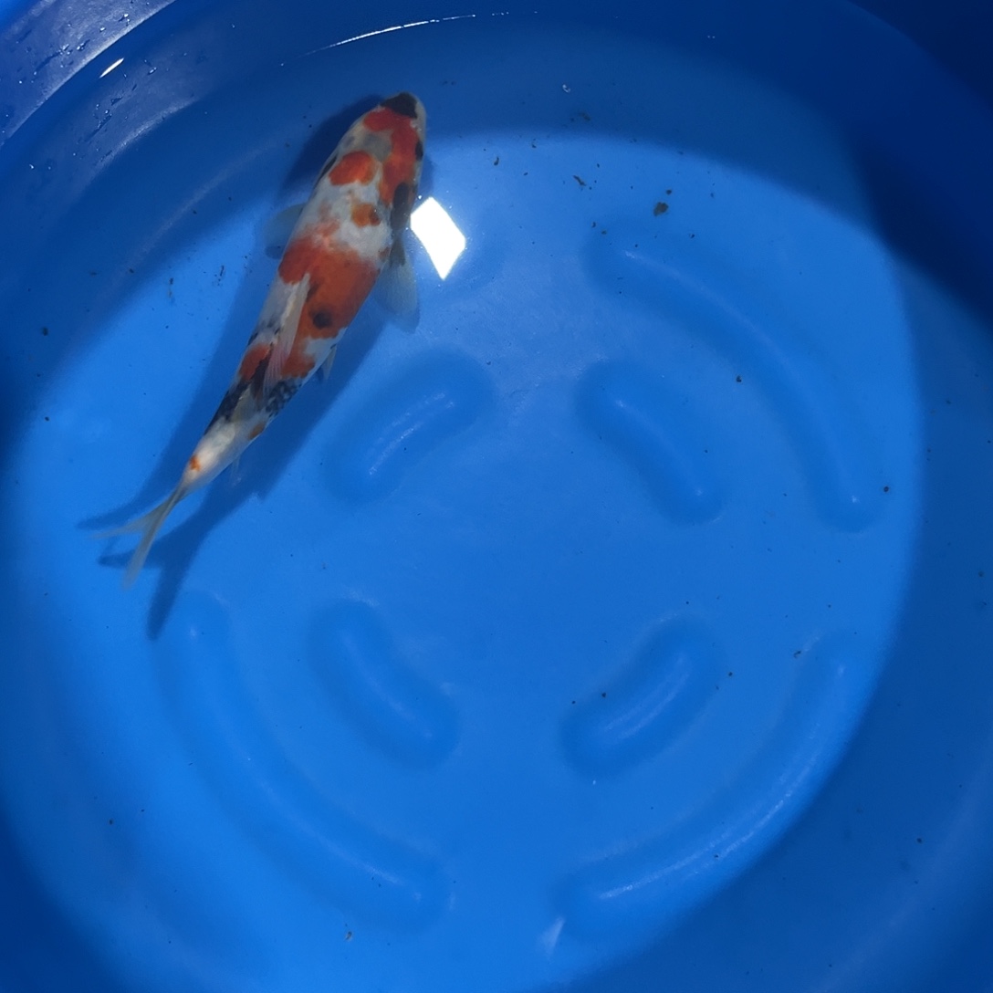 海水鱼精品昭和大日蒙娜丽莎