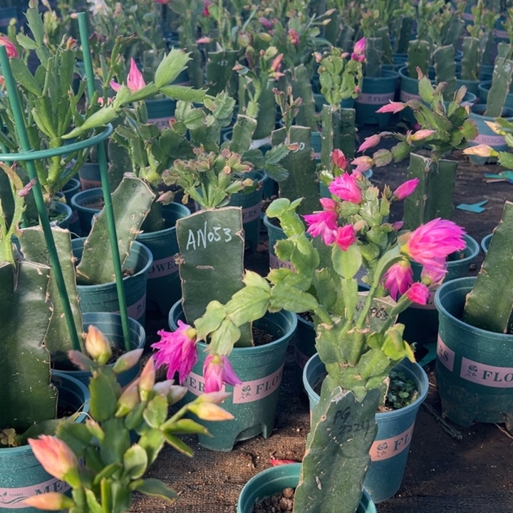 狗***姐15号2285➕2099两颗发