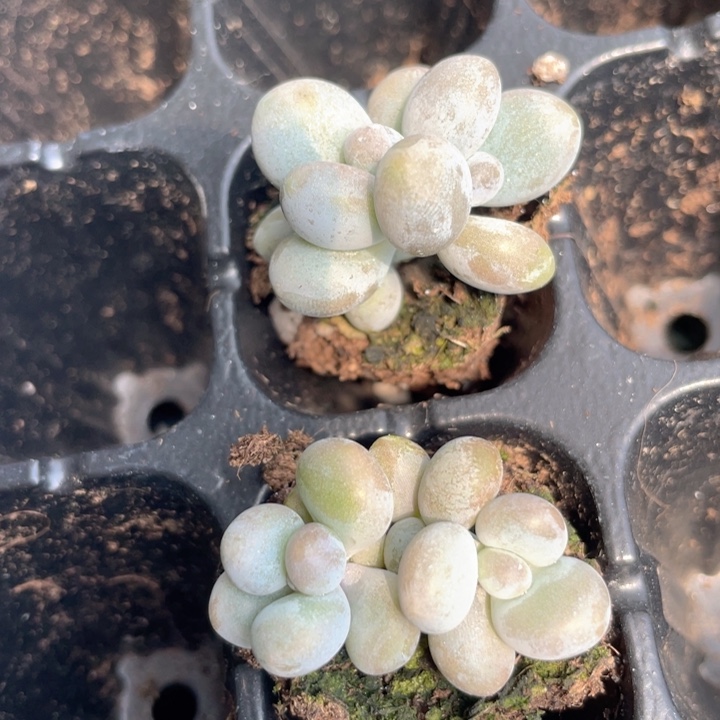 鸡蛋奶双头发2颗满18包邮