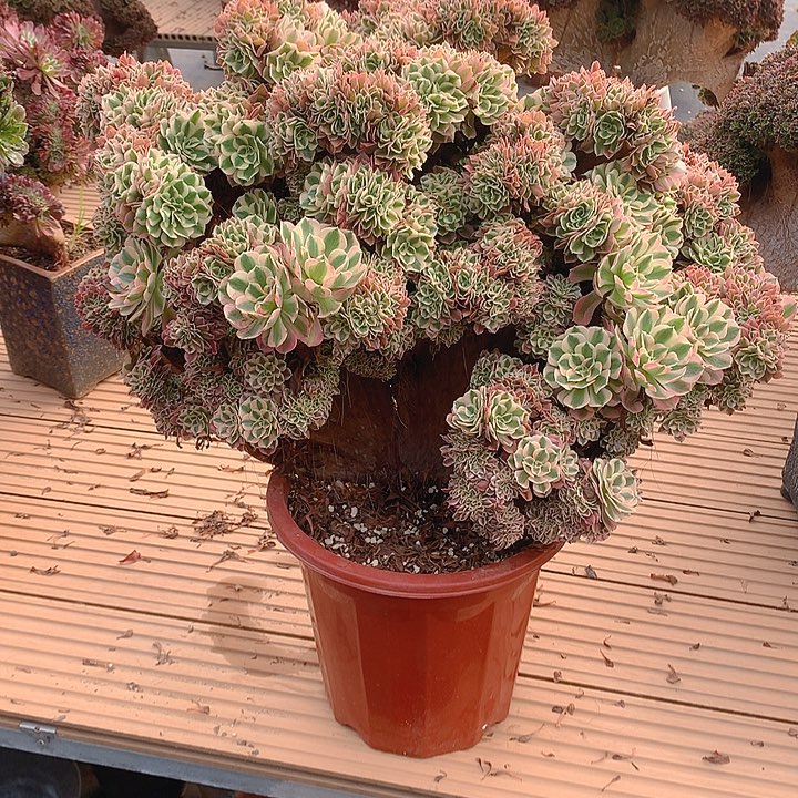 海***鸥女巫朵朵脱土发货啊