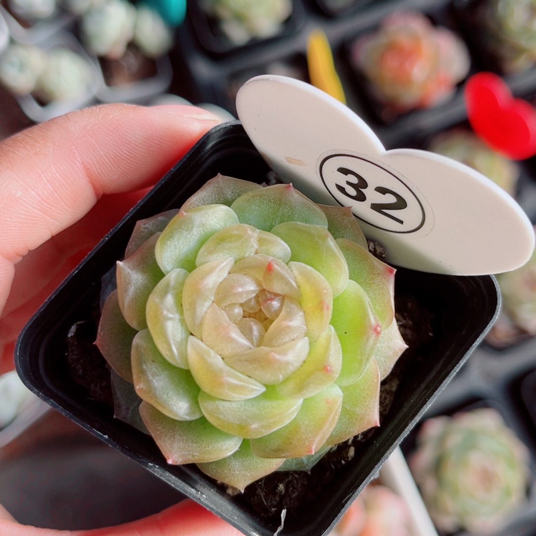 32号新品珍妮单头