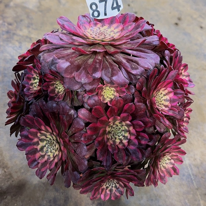 00000000000000874月蝉