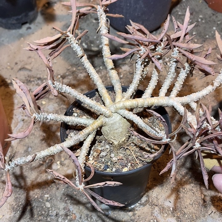 满38包邮2天凑单，脱土晾根发货多肉植物