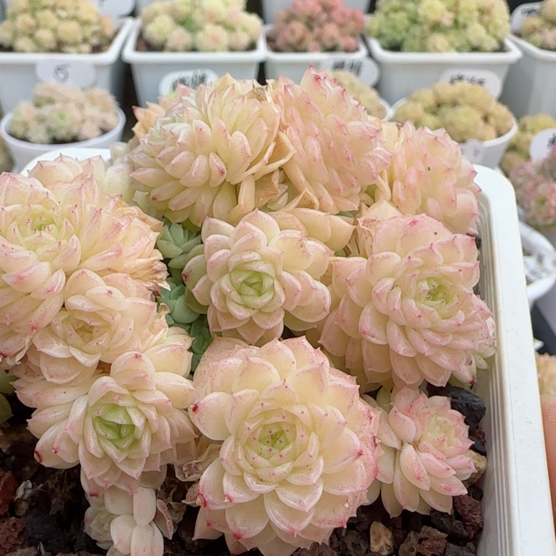 【闪购商品】0306-70（m1-51）