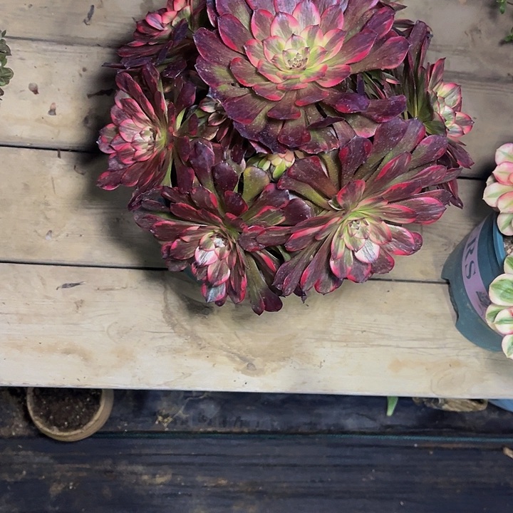 烟花烟花烟花009