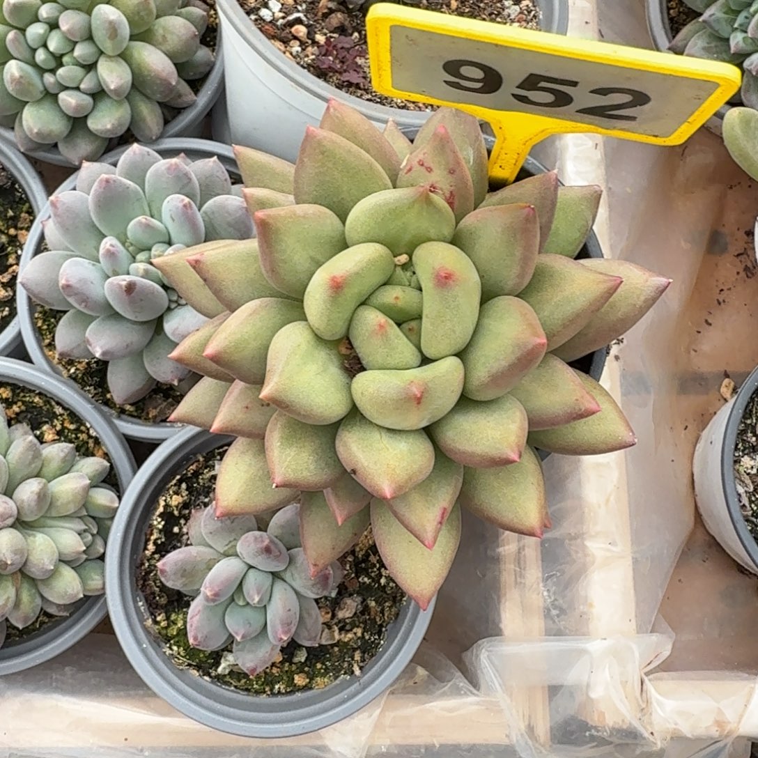 多肉植物胖体米其林952