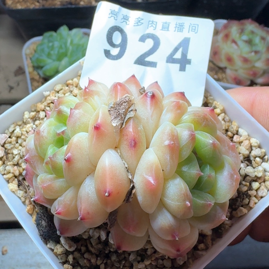 秘境冰魄          开播福利多肉