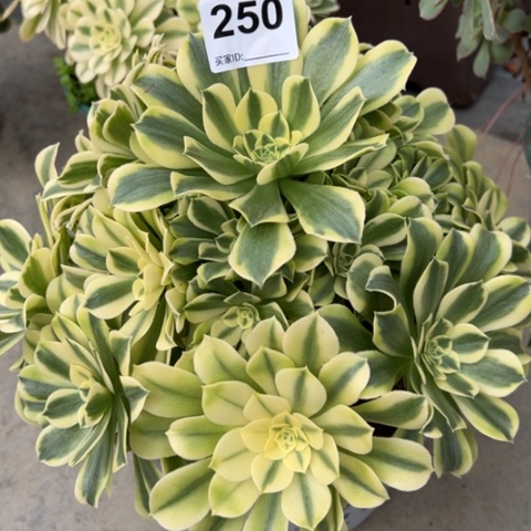 250绿豆沙30厘米左右