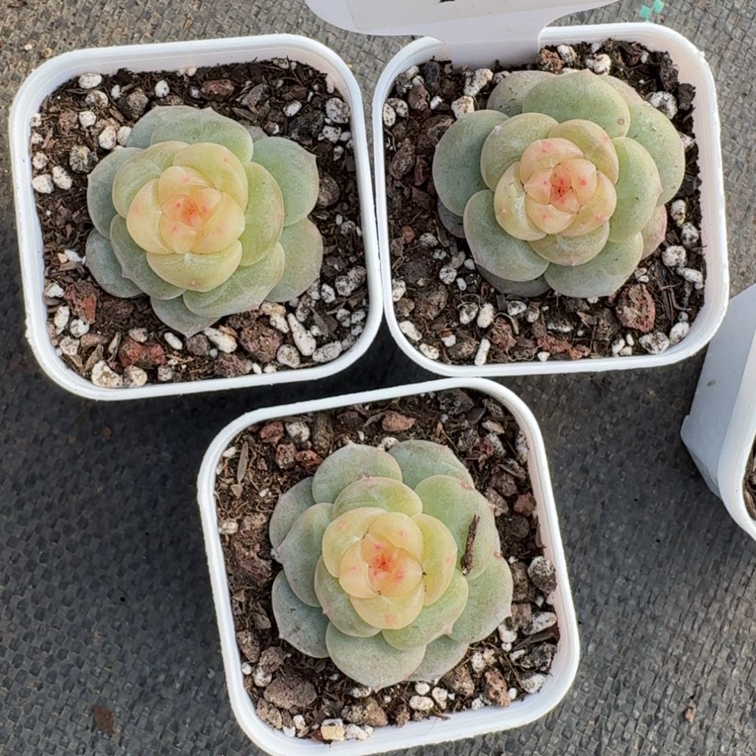 1214-05-晴芸十一一颗量拍