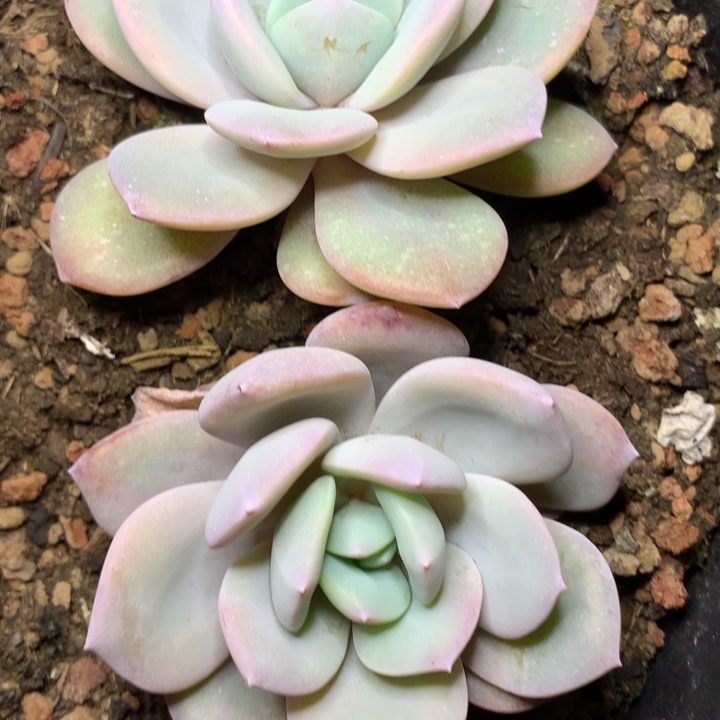 奶茶单头两颗一组