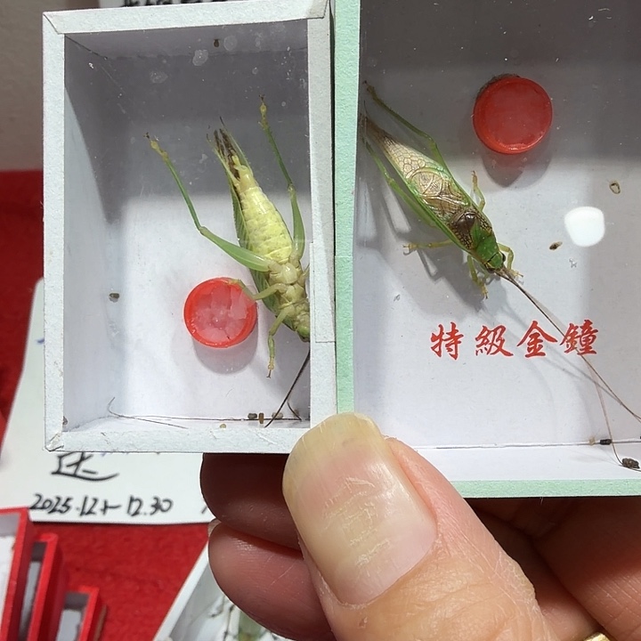 ****࿐蟋蟀两条霍片蟋包邮