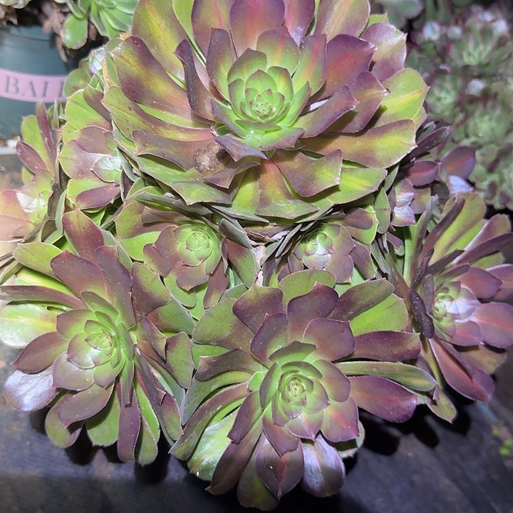 精品抹茶老桩亏本福利42