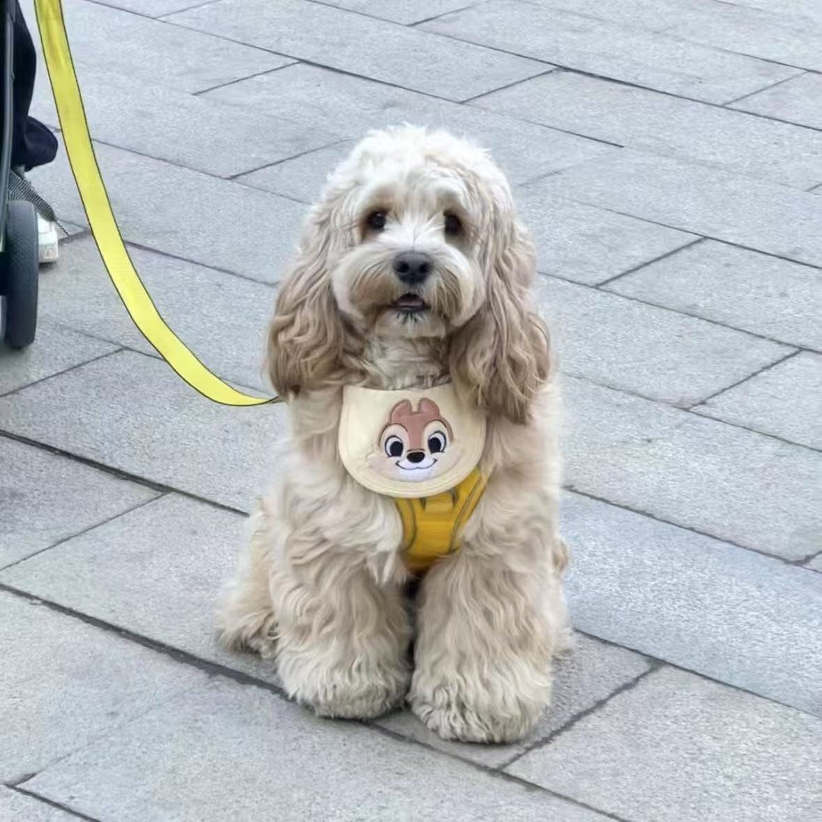 美卡幼崽宠物狗雪纳瑞纯种家养活体家养幼犬小型犬